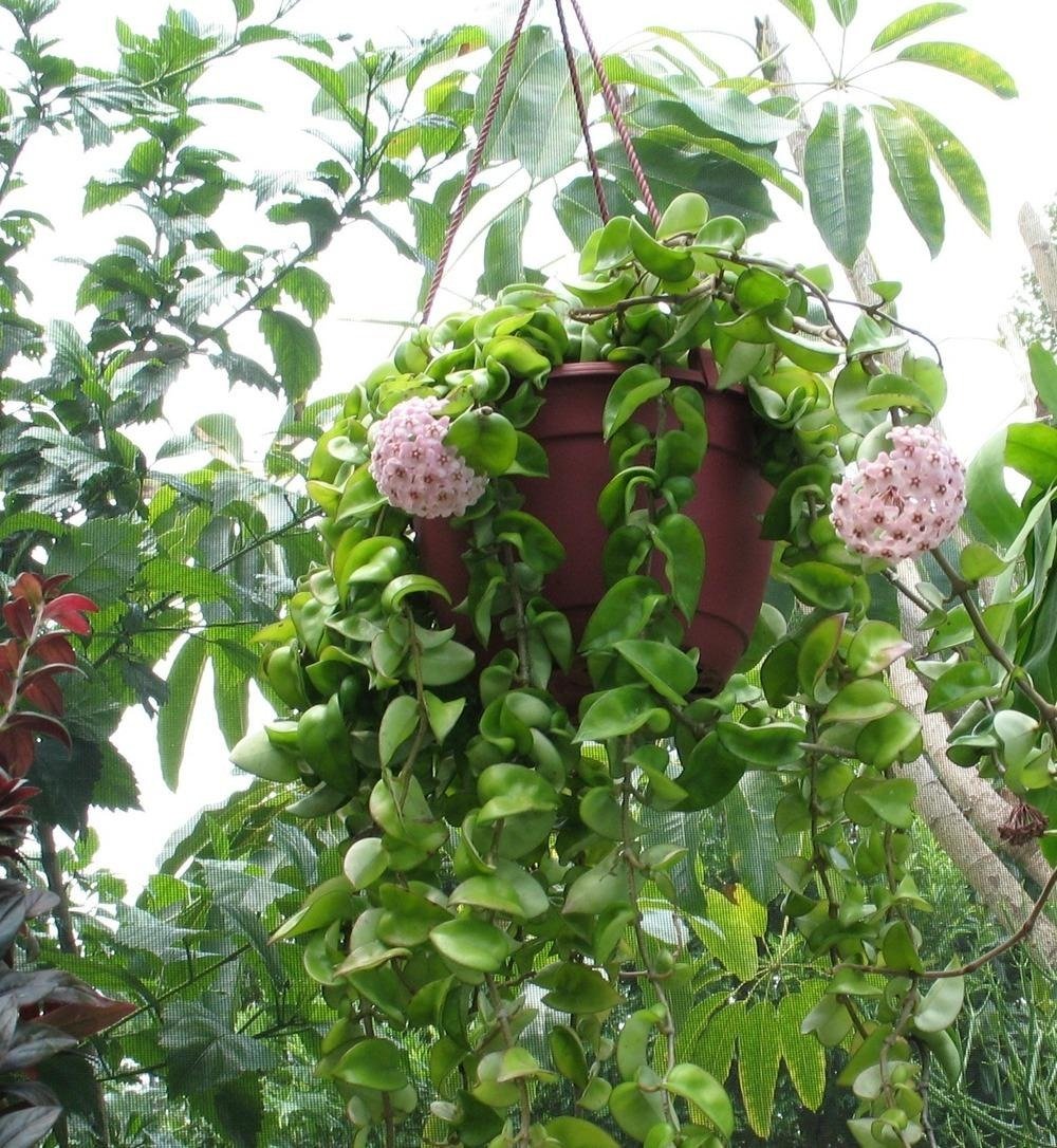 Cây cảnh sinh tài, lá hoa như ngọc, hương thơm ngọt ngào, nở hoa 3 mùa, giúp cải thiện phong thủy- Ảnh 13.