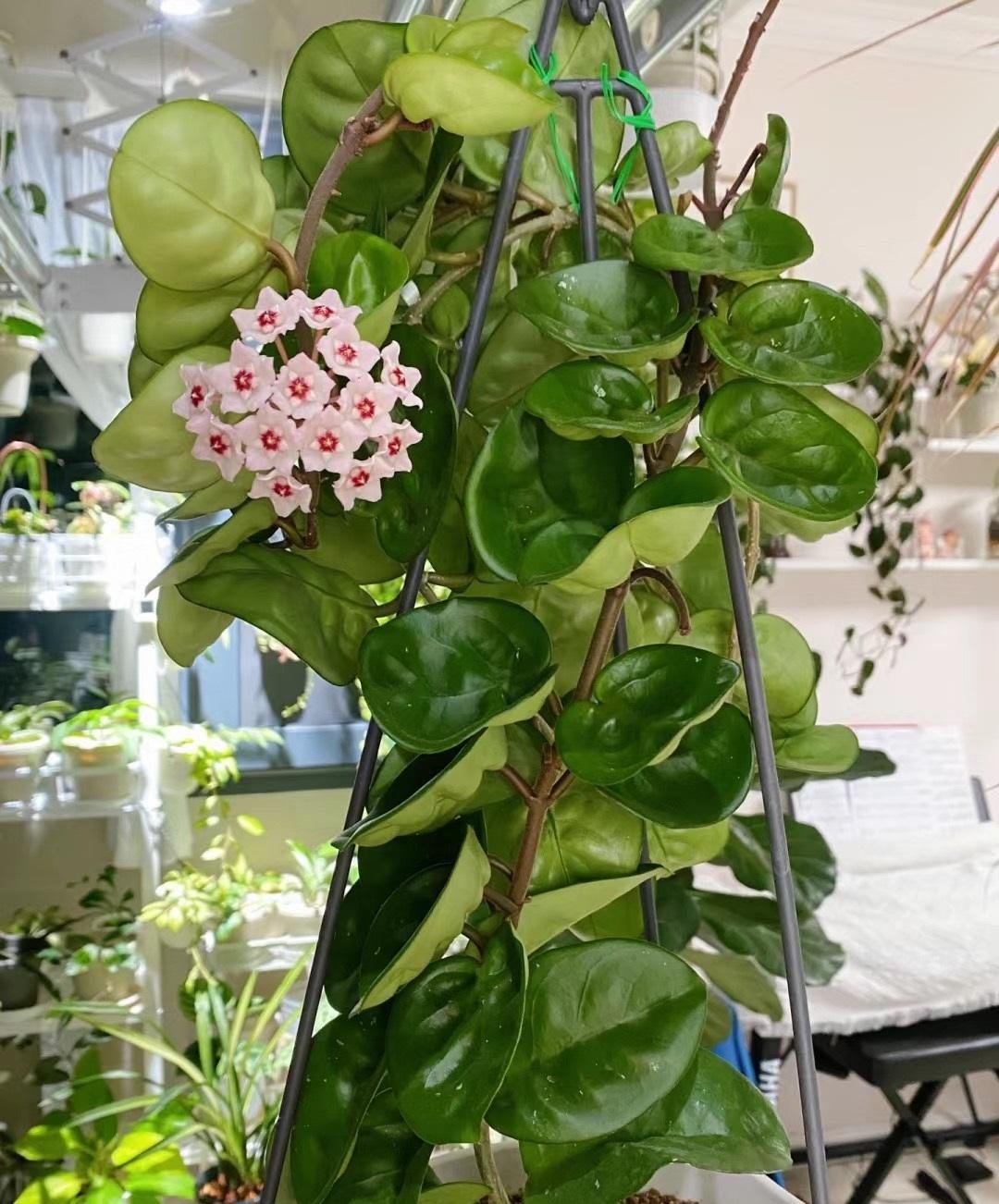 Cây cảnh sinh tài, lá hoa như ngọc, hương thơm ngọt ngào, nở hoa 3 mùa, giúp cải thiện phong thủy- Ảnh 7.