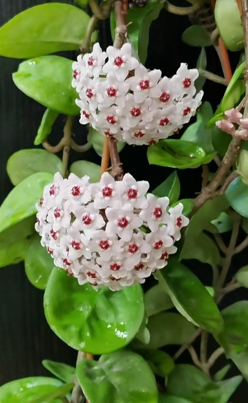 Cây cảnh sinh tài, lá hoa như ngọc, hương thơm ngọt ngào, nở hoa 3 mùa, giúp cải thiện phong thủy- Ảnh 11.