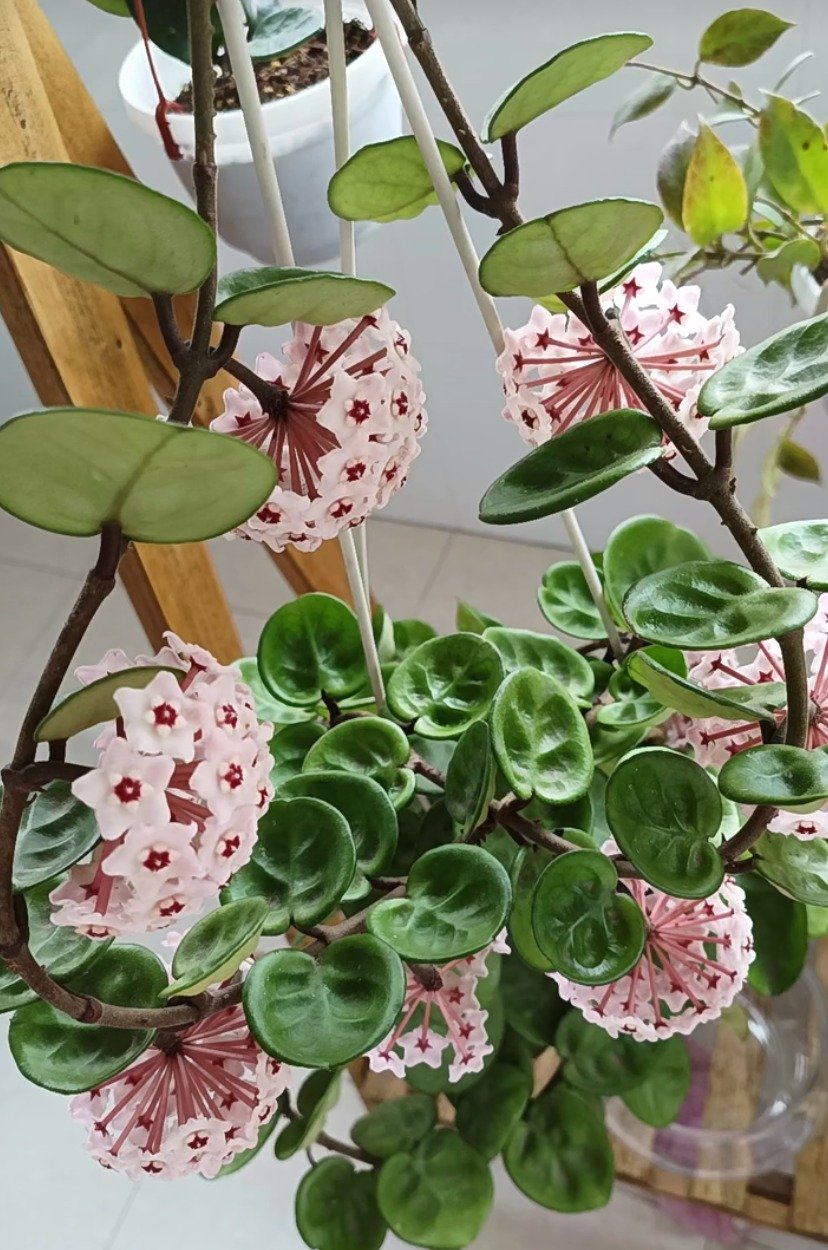 Cây cảnh sinh tài, lá hoa như ngọc, hương thơm ngọt ngào, nở hoa 3 mùa, giúp cải thiện phong thủy- Ảnh 9.