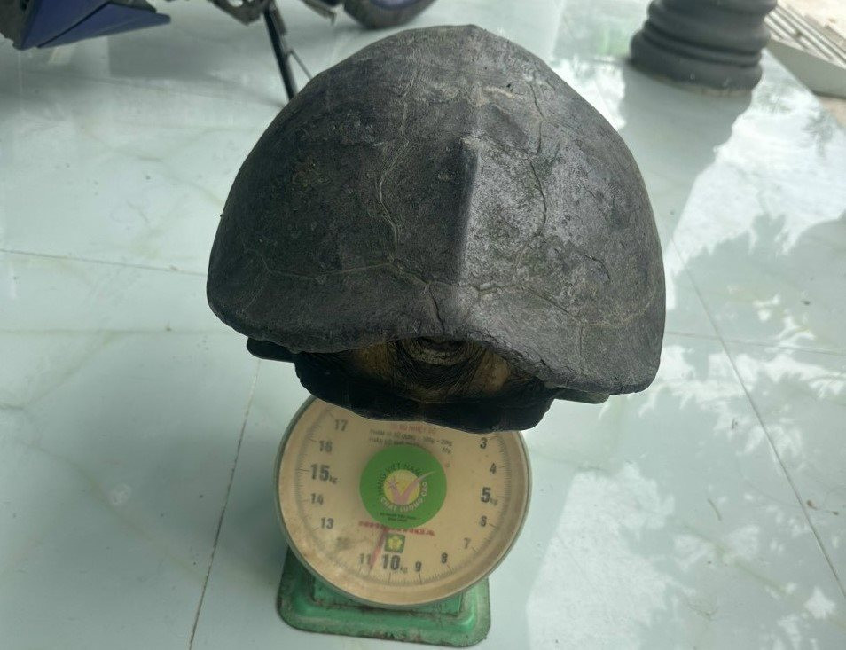 NÓNG: Bắt được một con động vật hoang dã kích thước khổng lồ nặng 11kg trên sông Vàm Cỏ ở Tiền Giang- Ảnh 2.