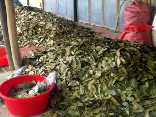 Loại lá "độc đáo", tươi không ai ngó mang đi phơi khô bán gần 300.000 đồng/kg- Ảnh 2. Loại lá "độc đáo", tươi không ai ngó mang đi phơi khô bán gần 300.000 đồng/kg- Ảnh 2.
