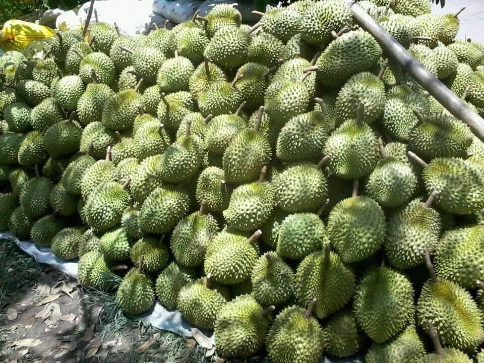 Làm lúa mãi chả khá, ông nông dân Hậu Giang "liều" trồng 5 công sầu riêng, ngờ đâu lại trúng lớn- Ảnh 2.