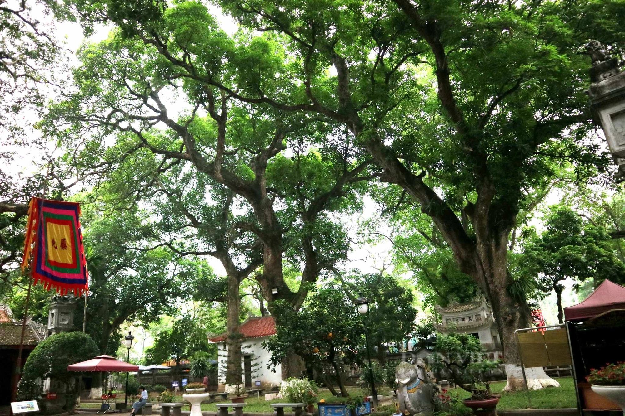 Loại xoài "tí hon" có gì đặc biệt, được trồng rải rác ở Thủ đô- Ảnh 2.