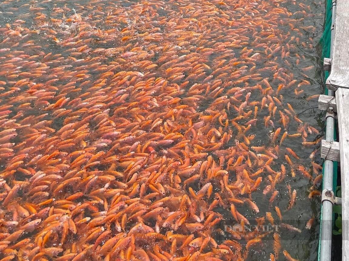 Bất ngờ loài cá nuôi ở huyện miền núi Bình Định bay sang Nhật Bản làm món sashimi khoái khẩu- Ảnh 4.