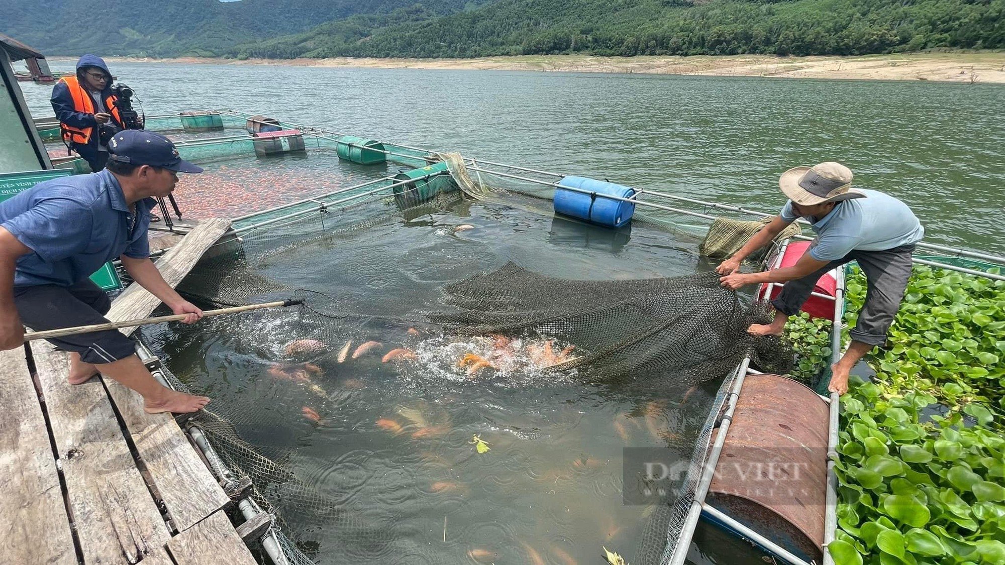 Bất ngờ loài cá nuôi ở huyện miền núi Bình Định bay sang Nhật Bản làm món sashimi khoái khẩu- Ảnh 6.