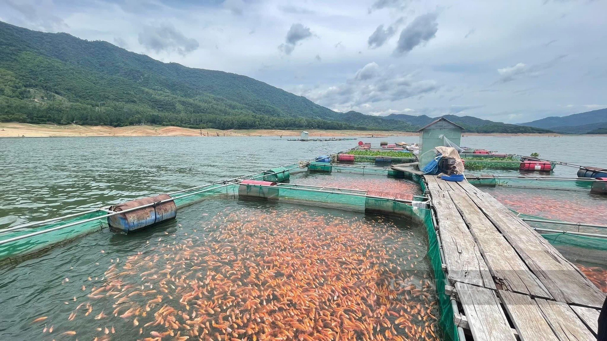 Bất ngờ loài cá nuôi ở huyện miền núi Bình Định bay sang Nhật Bản làm món sashimi khoái khẩu- Ảnh 8.