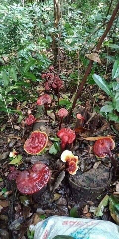 Những loại nấm có dinh dưỡng cao, giá đắt đỏ luôn “cháy hàng” ở Việt Nam: Loại thứ 3 thuộc hàng "hiếm có khó tìm"- Ảnh 6.