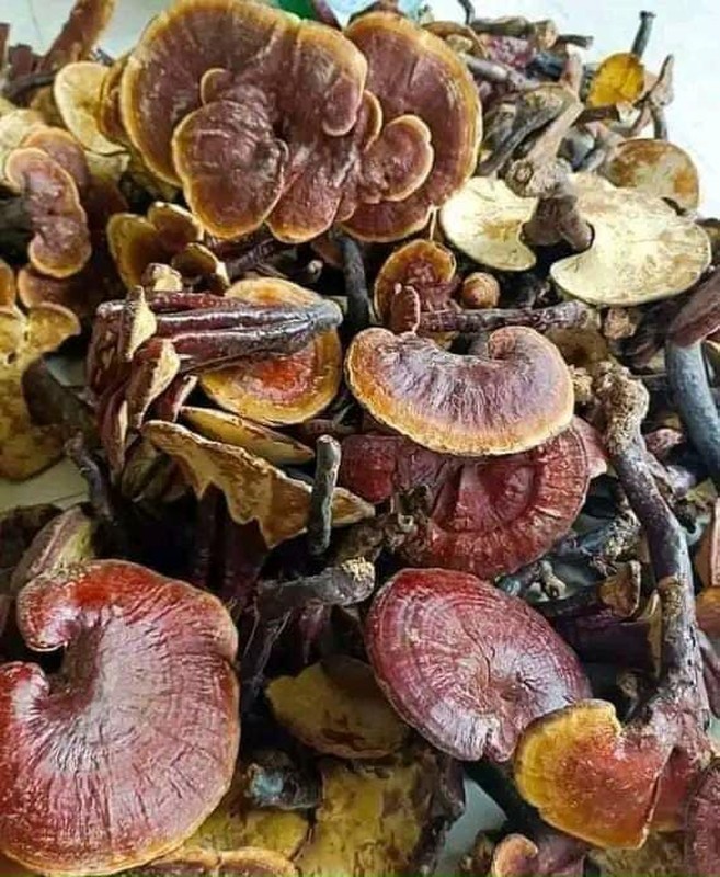 Những loại nấm có dinh dưỡng cao, giá đắt đỏ luôn “cháy hàng” ở Việt Nam: Loại thứ 3 thuộc hàng "hiếm có khó tìm"- Ảnh 7.