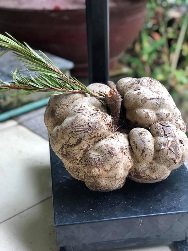 Những loại nấm có dinh dưỡng cao, giá đắt đỏ luôn “cháy hàng” ở Việt Nam: Loại thứ 3 thuộc hàng "hiếm có khó tìm"- Ảnh 9.