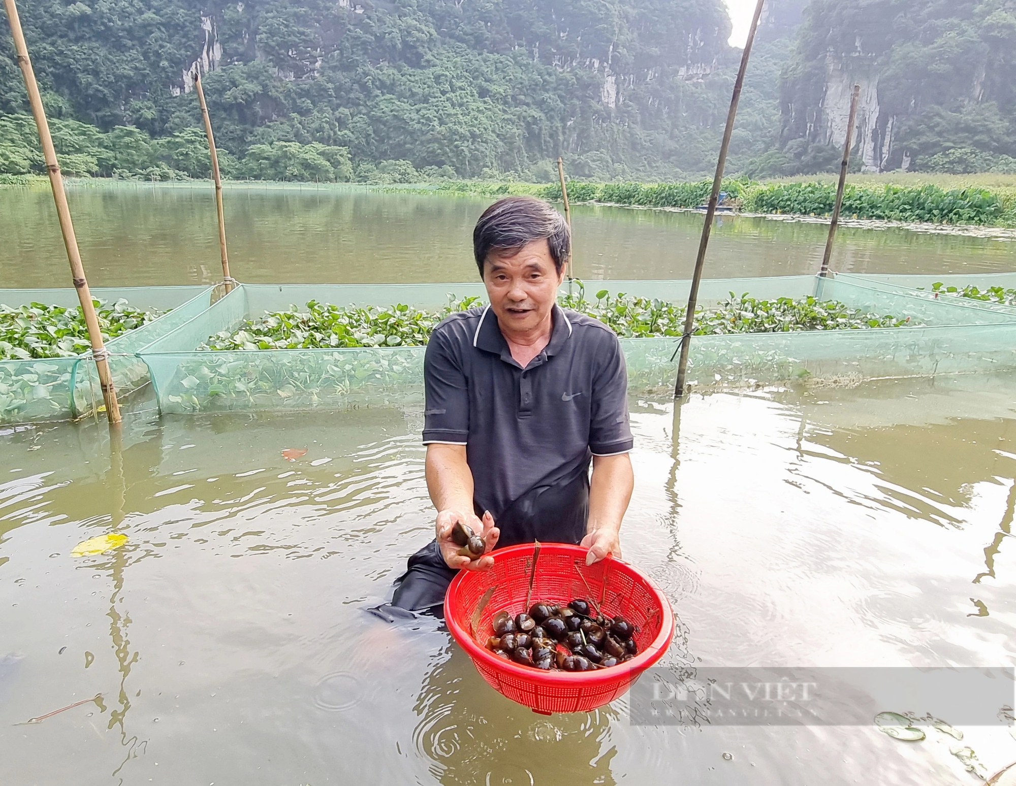 Nuôi ốc đặc sản la liệt chả giống ai, ông nông dân Ninh Bình lãi 350 triệu đồng/năm- Ảnh 1.