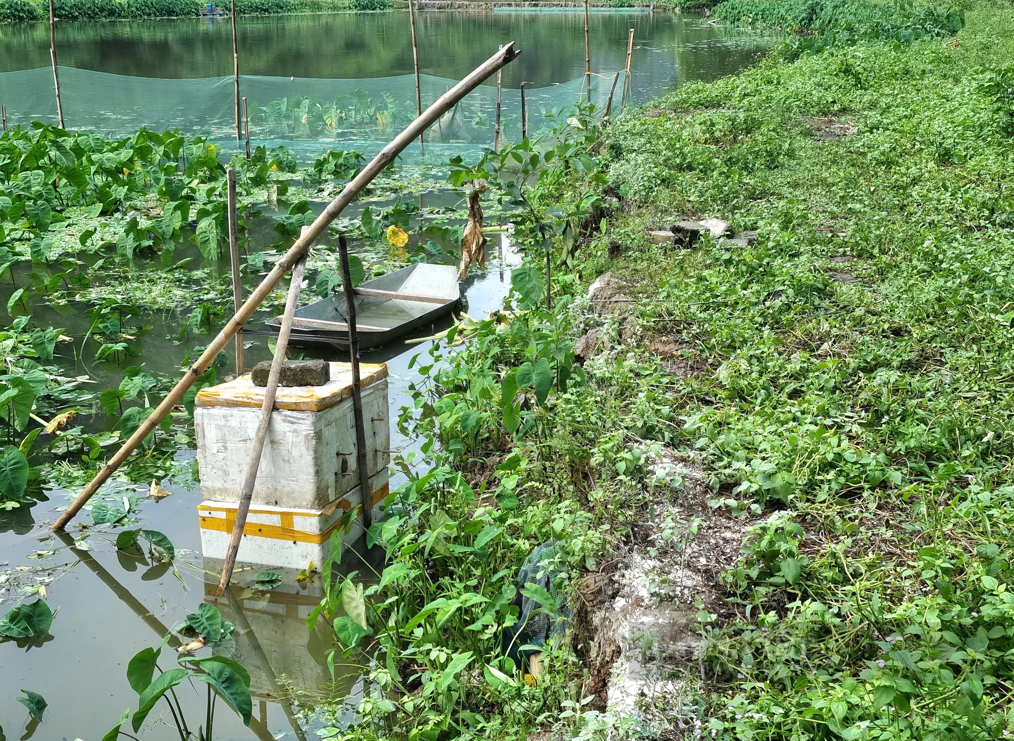 Nuôi ốc đặc sản la liệt chả giống ai, ông nông dân Ninh Bình lãi 350 triệu đồng/năm- Ảnh 5.
