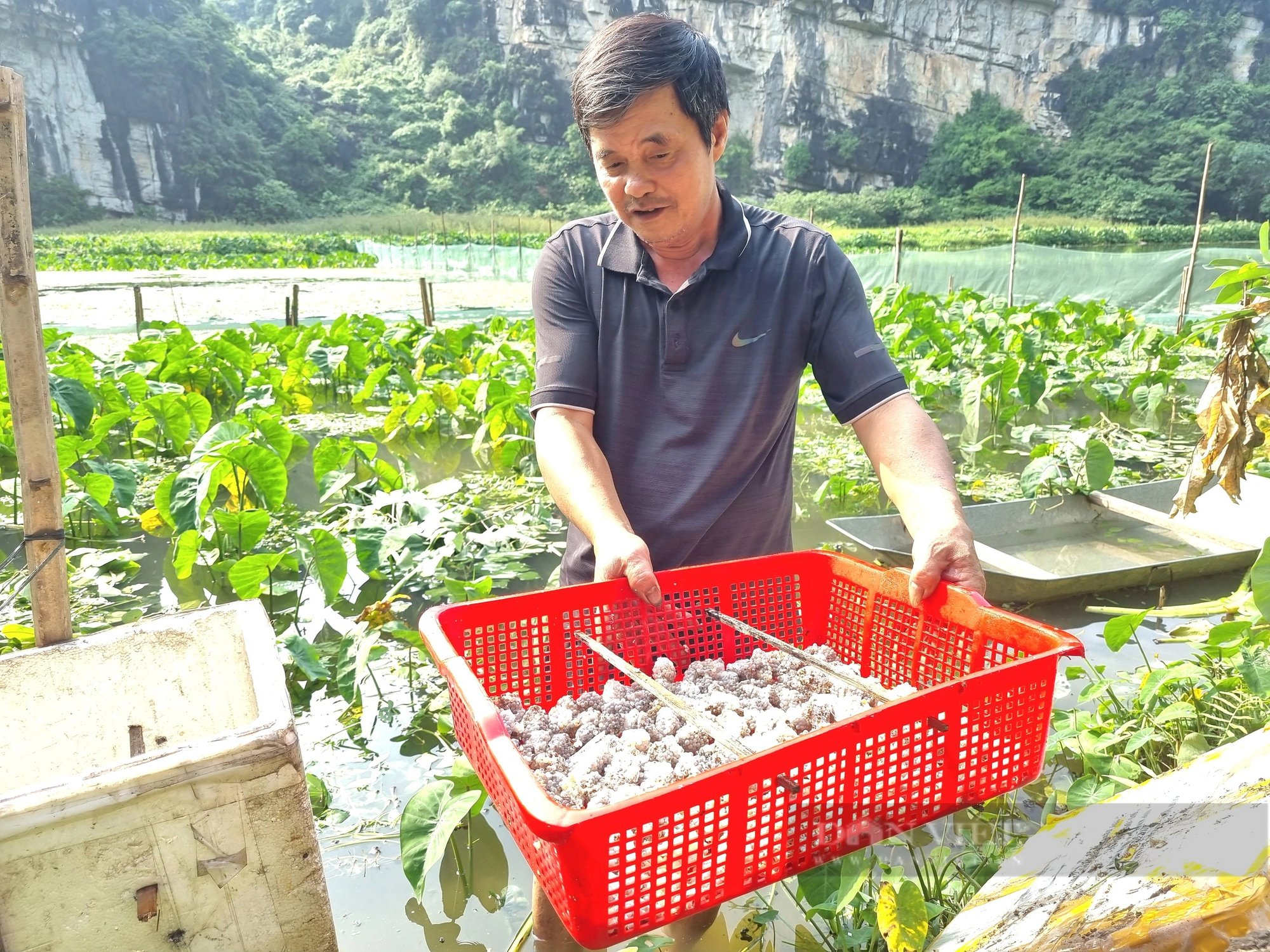 Nuôi ốc đặc sản la liệt chả giống ai, ông nông dân Ninh Bình lãi 350 triệu đồng/năm- Ảnh 9.