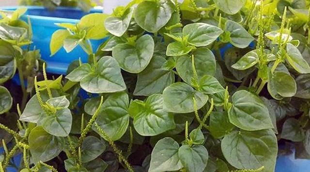 4 loại rau dân dã mọc đầy ở các vùng quê Việt Nam nhưng được thế giới săn lùng gọi là "rau thần dược"- Ảnh 1.