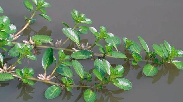 4 loại rau dân dã mọc đầy ở các vùng quê Việt Nam nhưng được thế giới săn lùng gọi là "rau thần dược"- Ảnh 10.