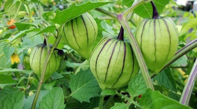 4 loại rau dân dã mọc đầy ở các vùng quê Việt Nam nhưng được thế giới săn lùng gọi là "rau thần dược"- Ảnh 12.