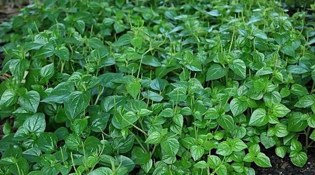 4 loại rau dân dã mọc đầy ở các vùng quê Việt Nam nhưng được thế giới săn lùng gọi là "rau thần dược"- Ảnh 3.