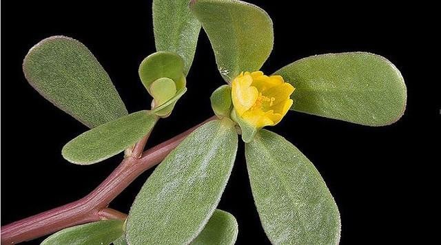 4 loại rau dân dã mọc đầy ở các vùng quê Việt Nam nhưng được thế giới săn lùng gọi là "rau thần dược"- Ảnh 8.