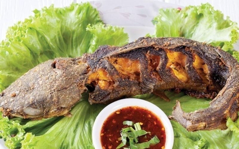 Anh nông dân kiếm hàng trăm triệu nhờ nuôi loại cá "sống ở trên cạn"- Ảnh 4. Anh nông dân kiếm hàng trăm triệu nhờ nuôi loại cá "sống ở trên cạn"- Ảnh 4.