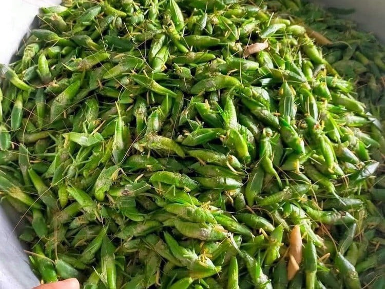 Loại côn trùng giá tới 800 nghìn đồng/kg nhưng không có sẵn, khách muốn mua phải đặt trước, chờ mối gom hàng- Ảnh 2.