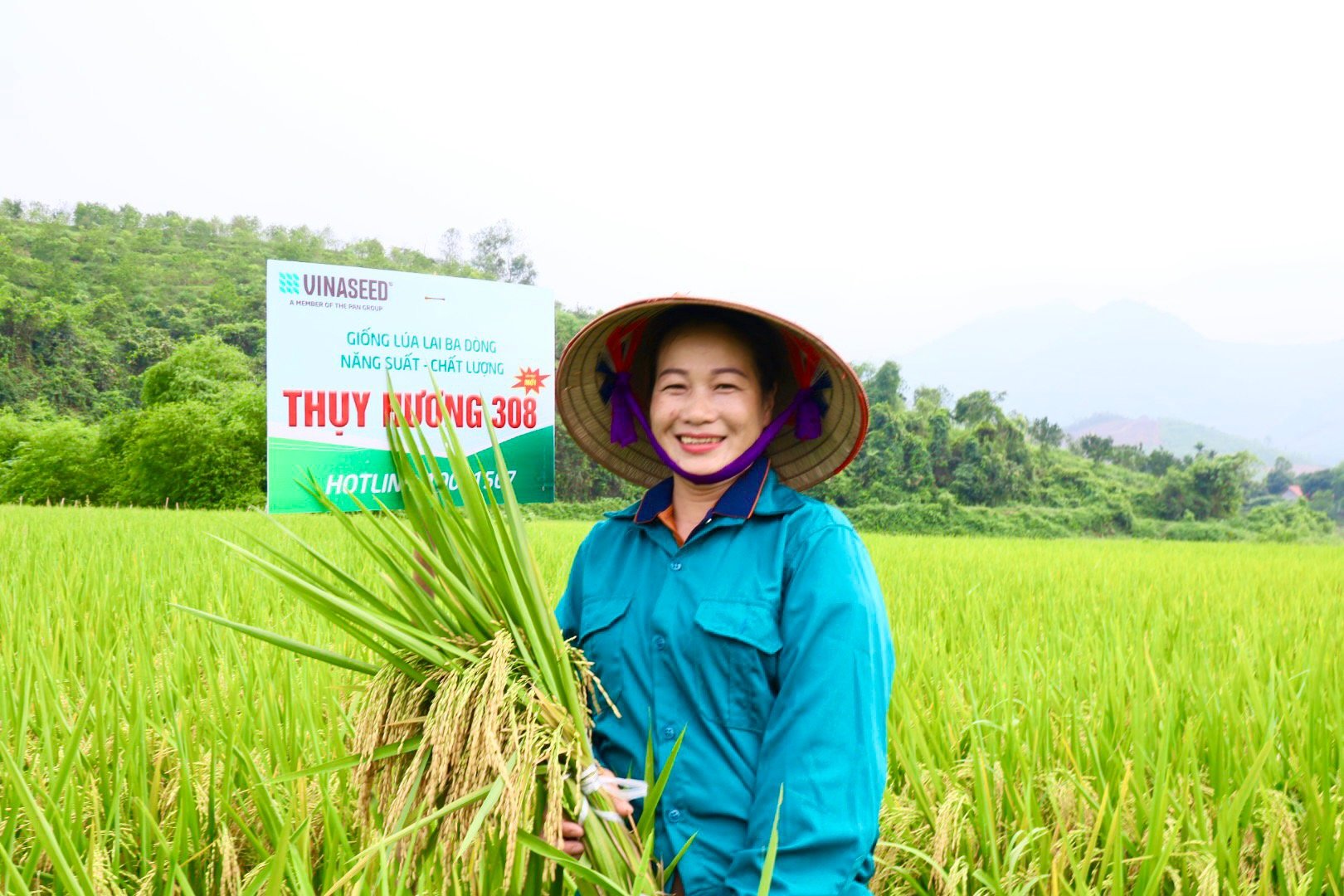 Bất chấp rét đậm hay nắng nóng như đổ lửa, Thụy Hương 308 vẫn cho năng suất đạt 81 tạ/ha trên đất Hòa Bình- Ảnh 1.