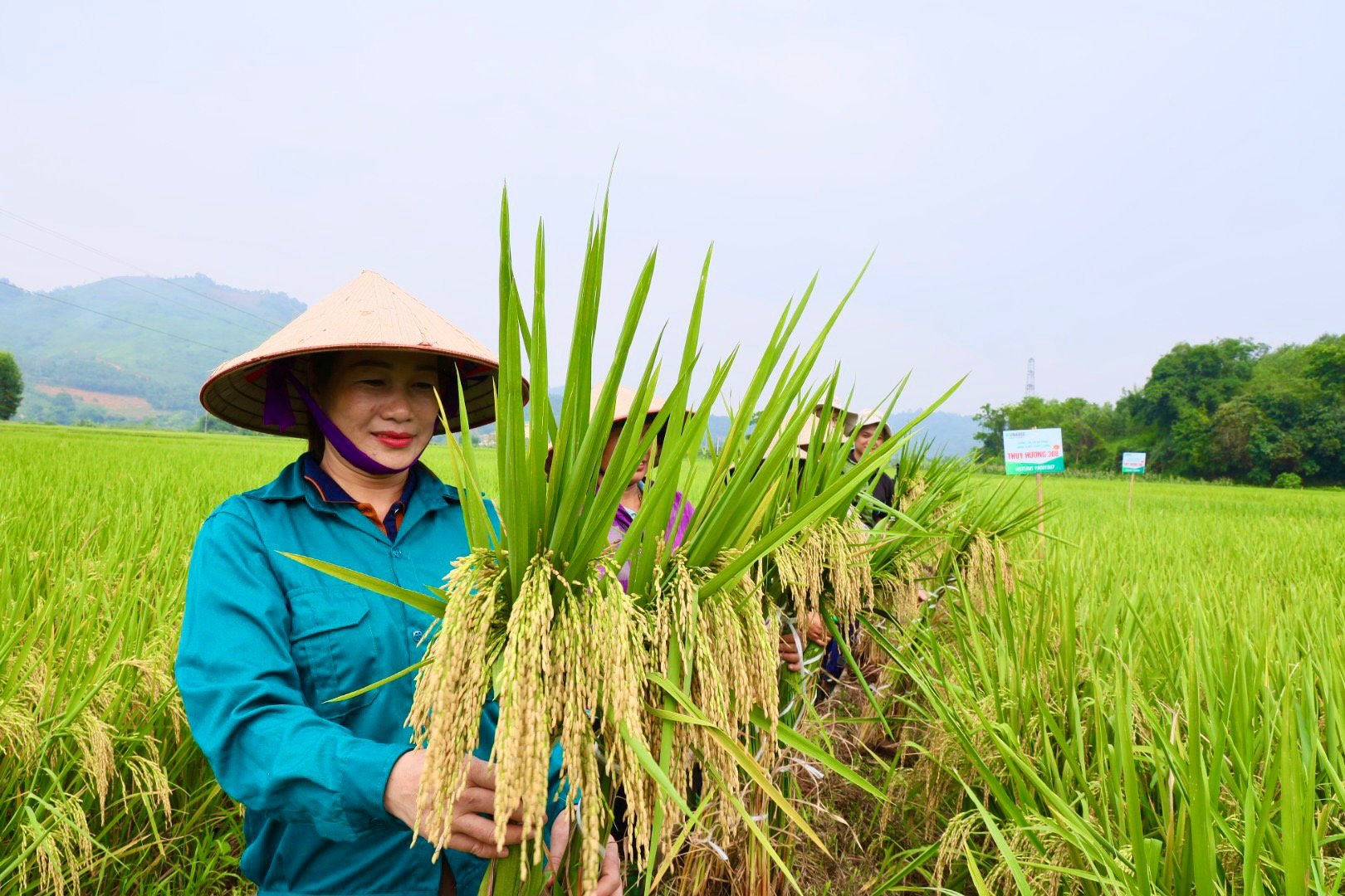 Bất chấp rét đậm hay nắng nóng như đổ lửa, Thụy Hương 308 vẫn cho năng suất đạt 81 tạ/ha trên đất Hòa Bình- Ảnh 3.