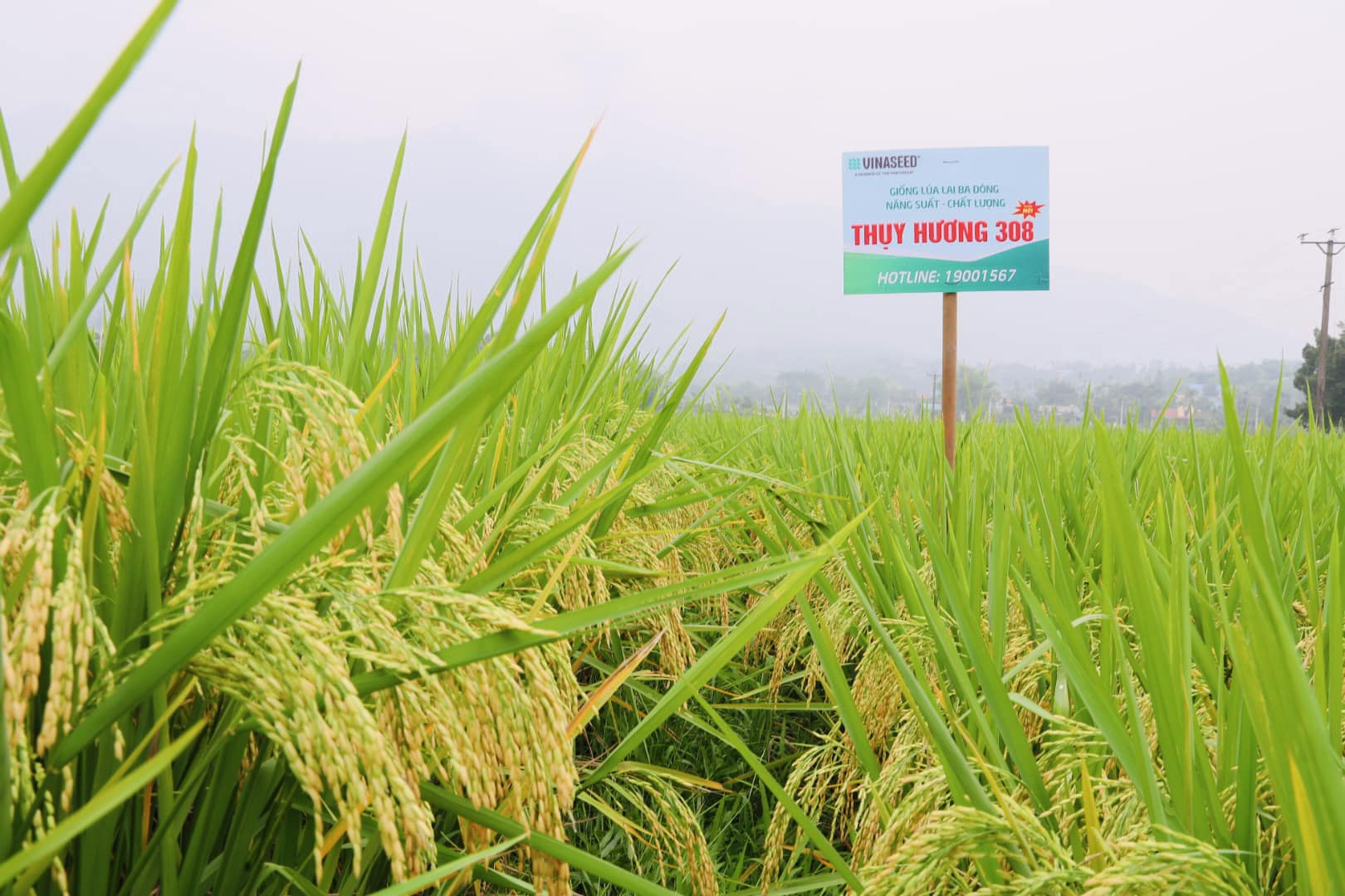 Bất chấp rét đậm hay nắng nóng như đổ lửa, Thụy Hương 308 vẫn cho năng suất đạt 81 tạ/ha trên đất Hòa Bình- Ảnh 2.