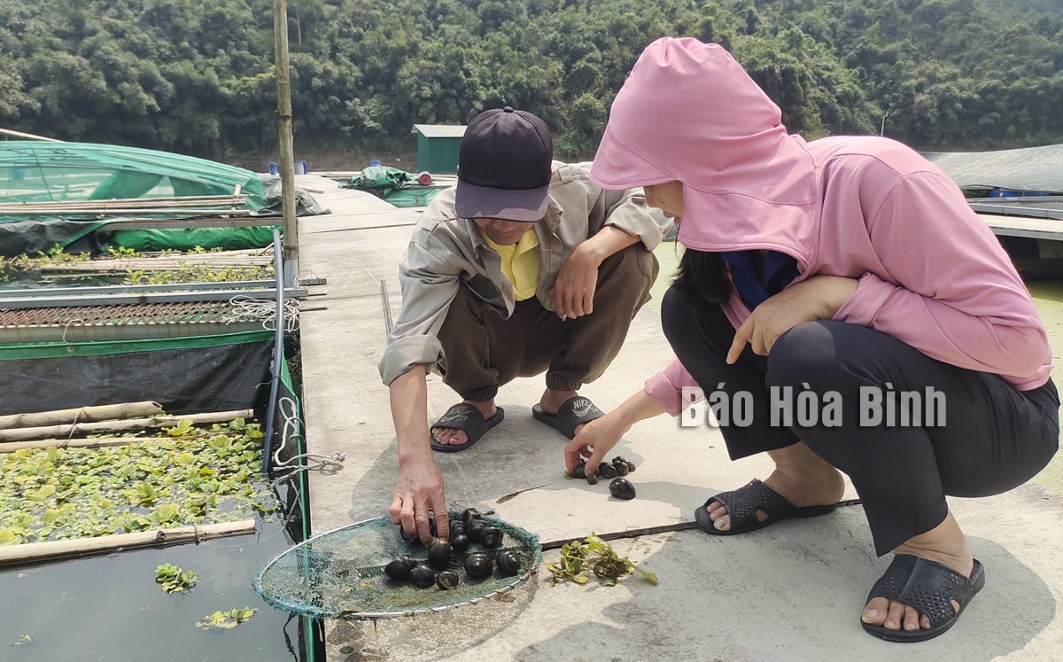 Đây là các con đặc sản mới mà dân đang nuôi thành công trên hồ nước ngọt nhân tạo lớn nhất ở Hòa Bình- Ảnh 1.