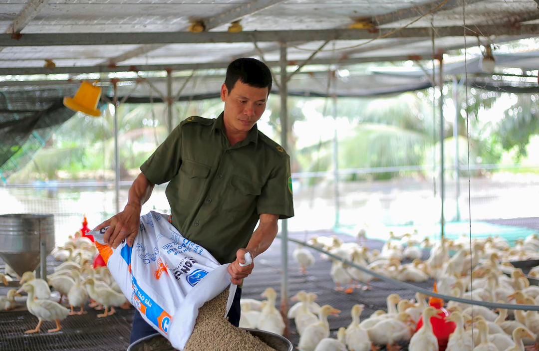 Anh nông dân nhẹ nhàng lãi 600 triệu đồng nhờ nuôi vịt theo cách lạ "nửa kín nửa hở"- Ảnh 2. Anh nông dân nhẹ nhàng lãi 600 triệu đồng nhờ nuôi vịt theo cách lạ "nửa kín nửa hở"- Ảnh 2.