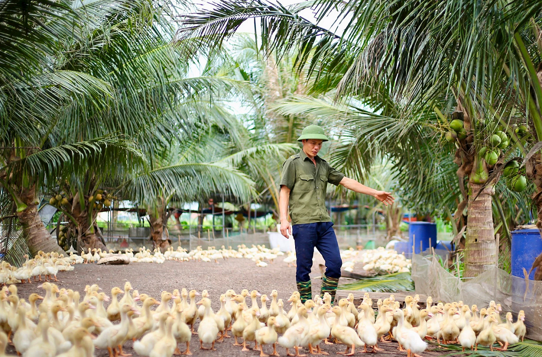 Anh nông dân nhẹ nhàng lãi 600 triệu đồng nhờ nuôi vịt theo cách lạ "nửa kín nửa hở"- Ảnh 1. Anh nông dân nhẹ nhàng lãi 600 triệu đồng nhờ nuôi vịt theo cách lạ "nửa kín nửa hở"- Ảnh 1.