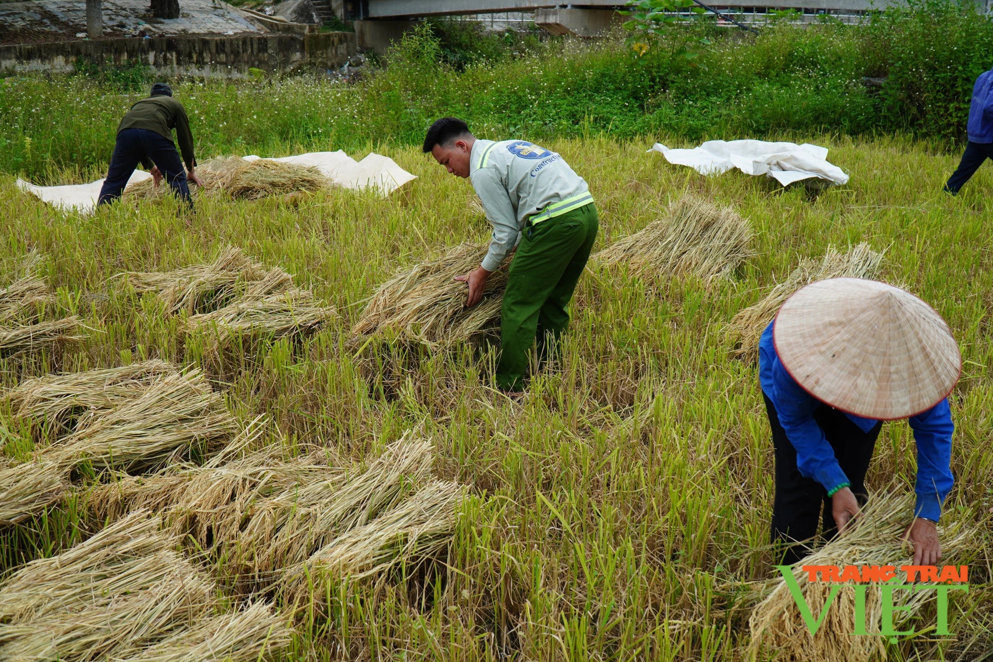 Lai Châu: Vụ lúa Đông Xuân được mùa, được giá, nông dân Nậm Nhùn phấn khởi- Ảnh 1.