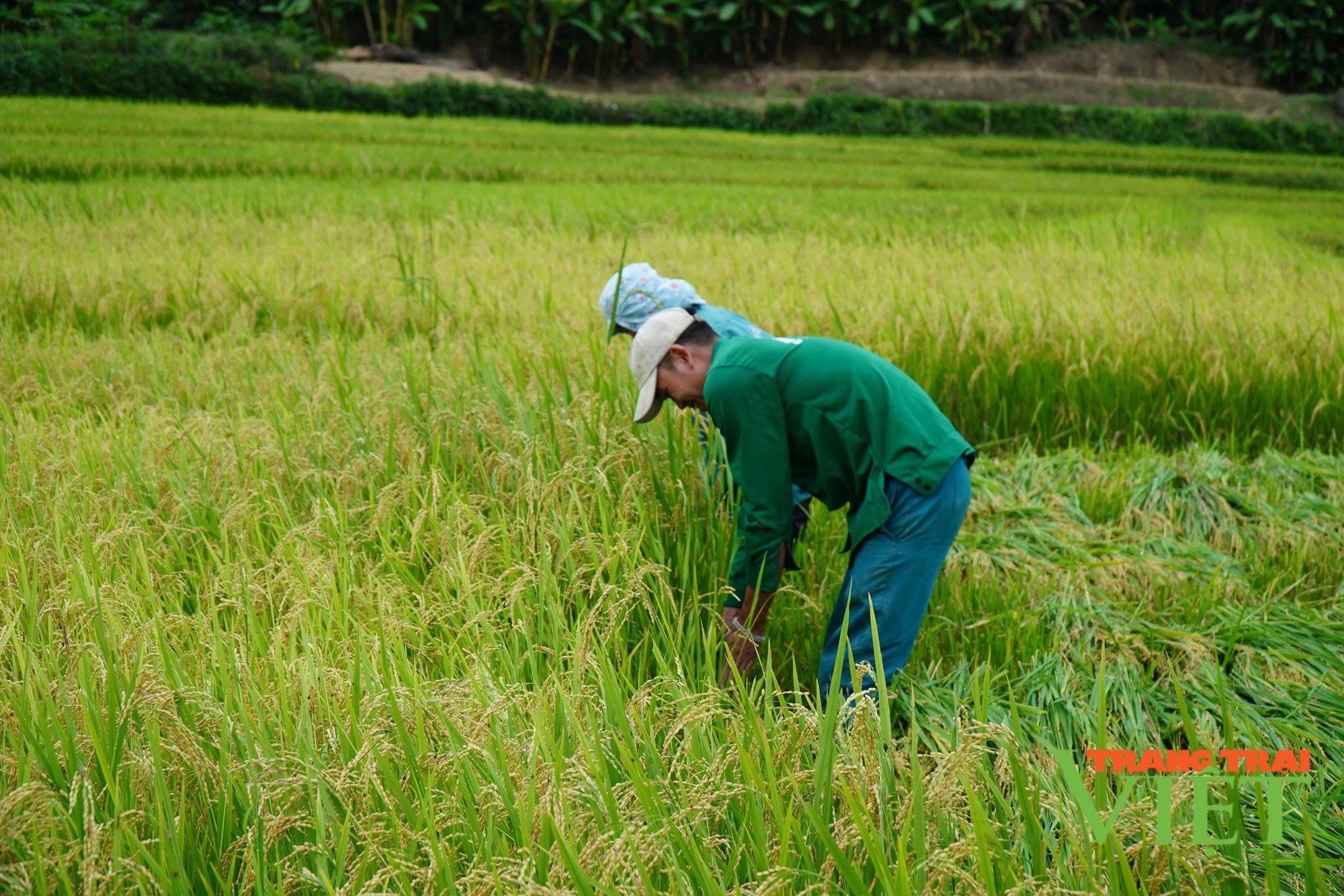 Lai Châu: Vụ lúa Đông Xuân được mùa, được giá, nông dân Nậm Nhùn phấn khởi- Ảnh 2.