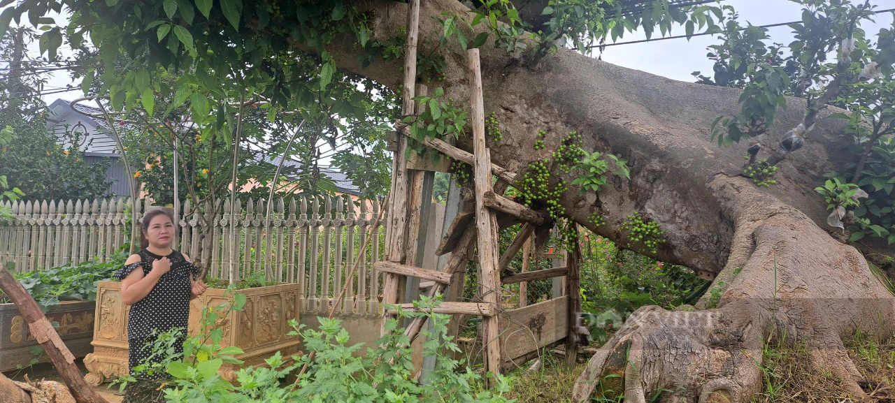 Cây sung "thần tiên" ở Sơn La- Ảnh 1. Cây sung "thần tiên" ở Sơn La- Ảnh 1.