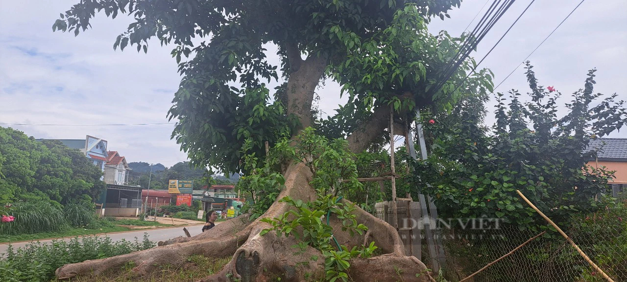 Cây sung "thần tiên" ở Sơn La- Ảnh 2. Cây sung "thần tiên" ở Sơn La- Ảnh 2.