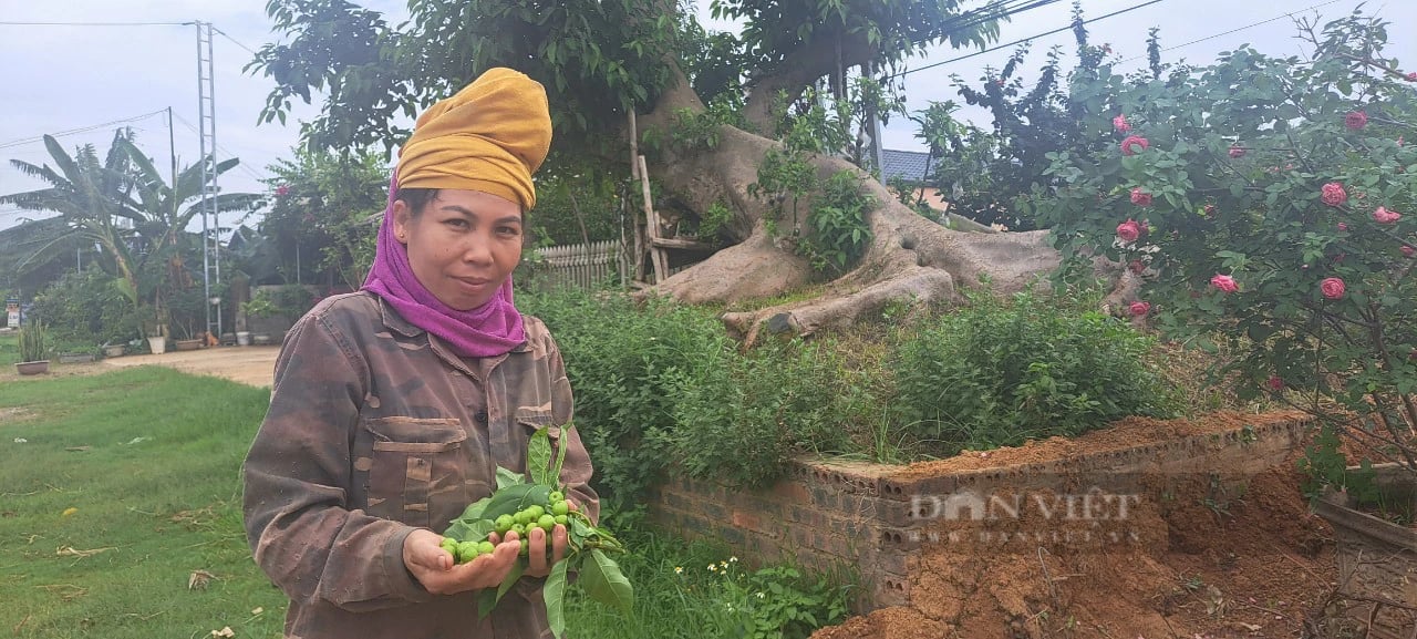 Cây sung "thần tiên" ở Sơn La- Ảnh 5. Cây sung "thần tiên" ở Sơn La- Ảnh 5.