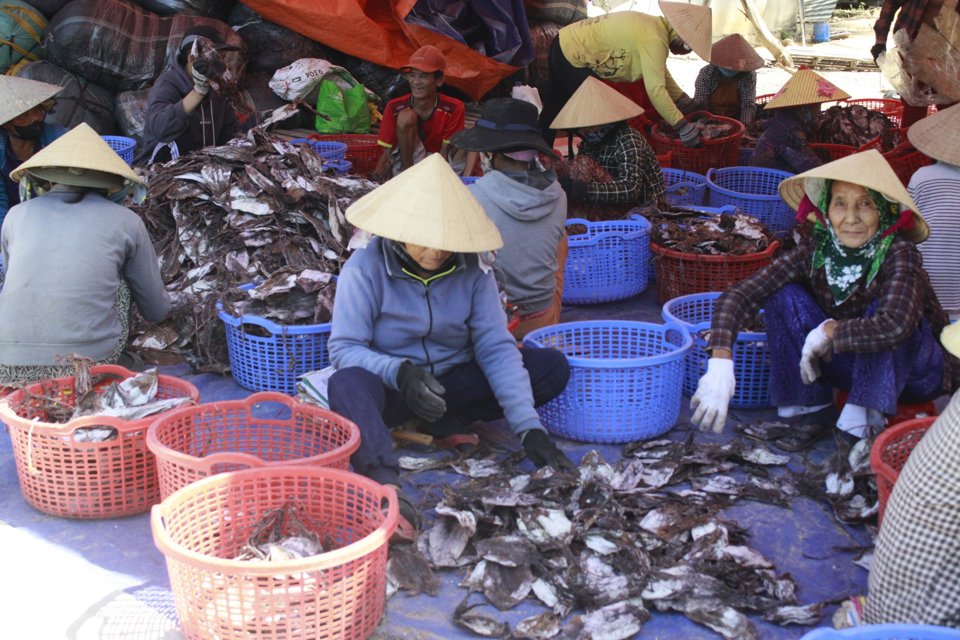 Mực xà là loại mực gì mà cứ tàu cập bờ là ngư dân hớn hở, một xã biển thu hàng trăm tỷ đồng?- Ảnh 9.