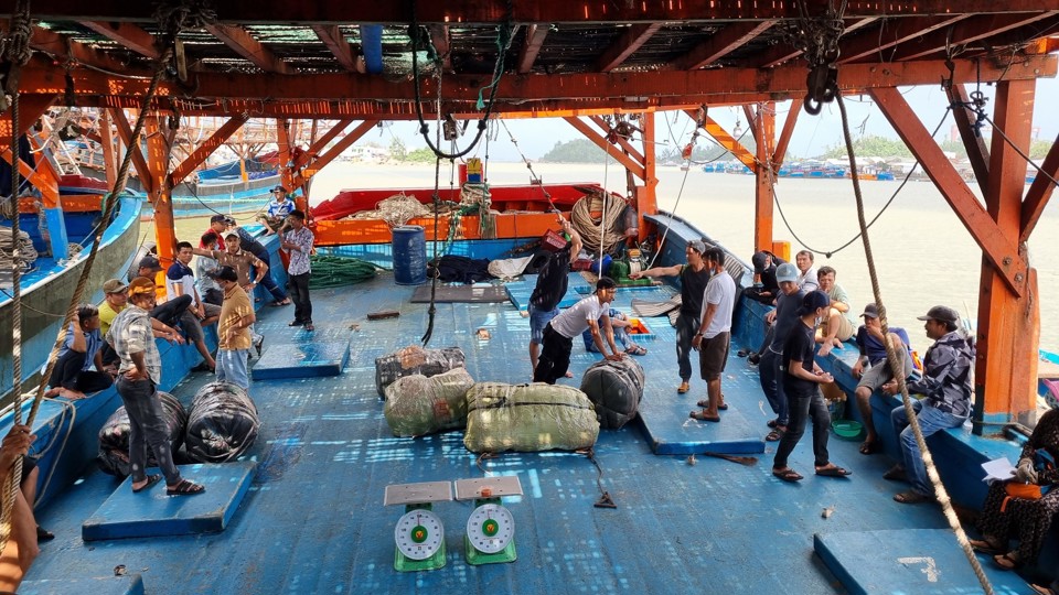 Mực xà là loại mực gì mà cứ tàu cập bờ là ngư dân hớn hở, một xã biển thu hàng trăm tỷ đồng?- Ảnh 1.