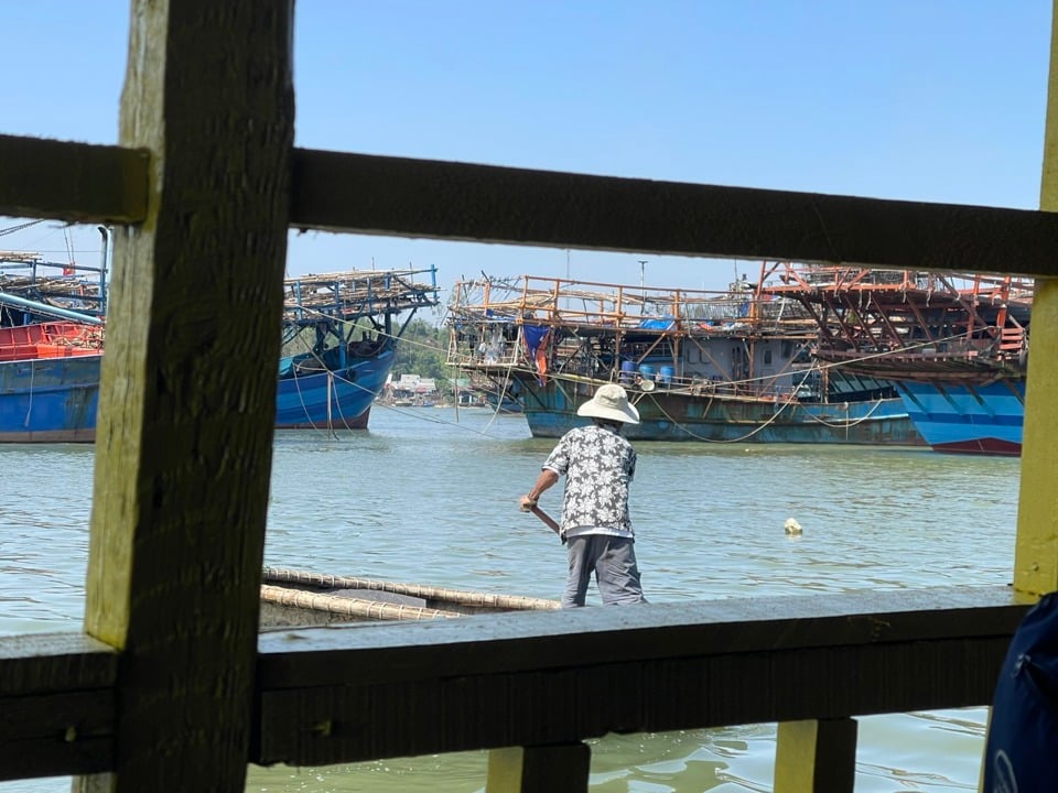 Mực xà là loại mực gì mà cứ tàu cập bờ là ngư dân hớn hở, một xã biển thu hàng trăm tỷ đồng?- Ảnh 3.
