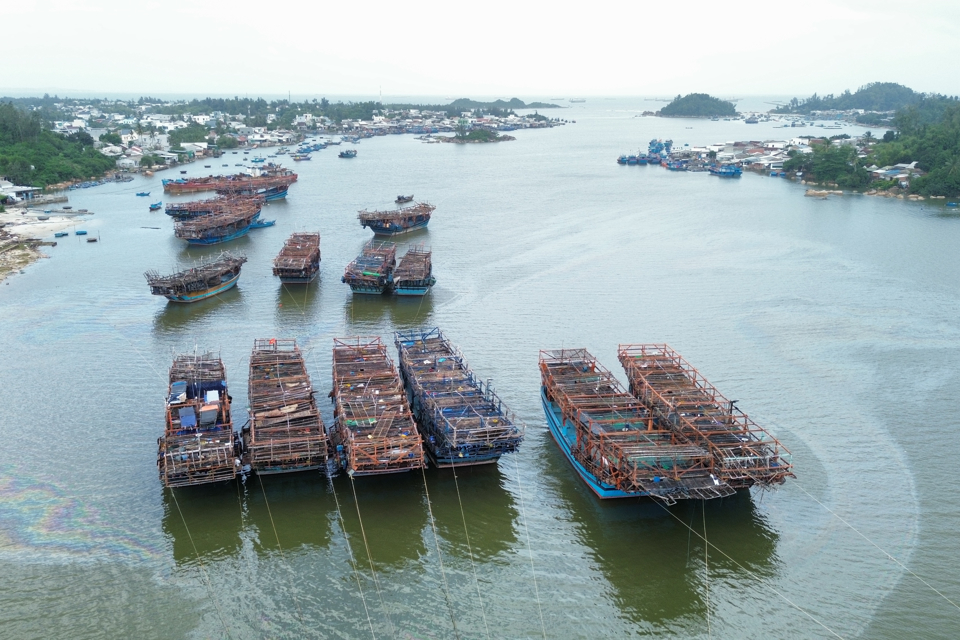 Mực xà là loại mực gì mà cứ tàu cập bờ là ngư dân hớn hở, một xã biển thu hàng trăm tỷ đồng?- Ảnh 8.