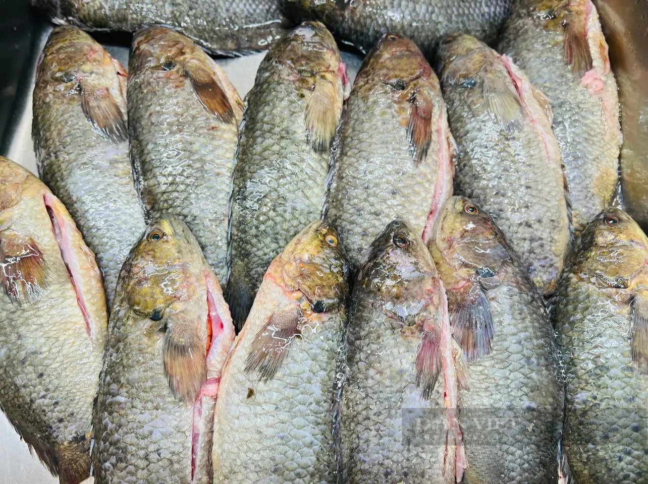 Loại thịt giàu chất đạm, ít chất béo, trẻ ăn cao, già ăn khỏe, nấu bánh canh ngon ngọt, thơm phức- Ảnh 3.