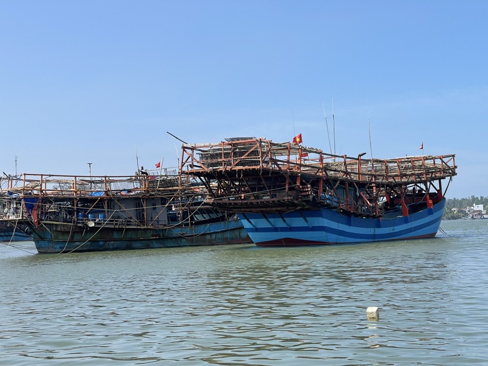 Mực xà là loại mực gì mà cứ tàu cập bờ là ngư dân hớn hở, một xã biển thu hàng trăm tỷ đồng?- Ảnh 4.