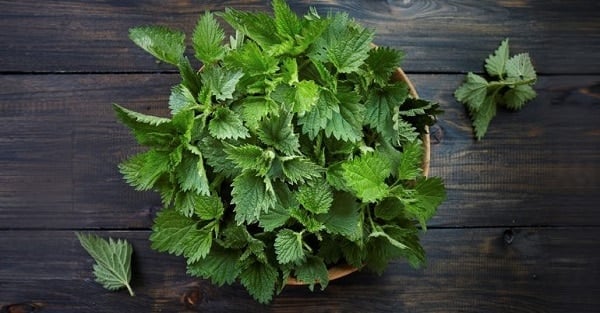 Loại cỏ "kẻ thù nhà nông" trước không ai ngó, nay thành đặc sản giá 120.000 đồng/kg- Ảnh 4. Loại cỏ "kẻ thù nhà nông" trước không ai ngó, nay thành đặc sản giá 120.000 đồng/kg- Ảnh 4.