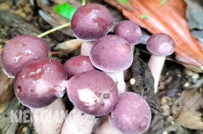 Một loại đặc sản nấm tuy có vị đắng nhưng được giới sành ăn mách nhất định phải thử khi đến Phú Quốc- Ảnh 1.