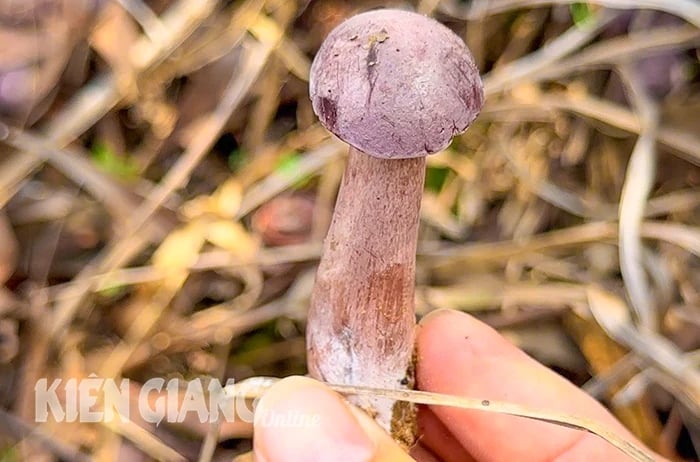 Một loại đặc sản nấm tuy có vị đắng nhưng được giới sành ăn mách nhất định phải thử khi đến Phú Quốc- Ảnh 5.
