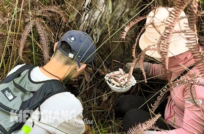 Một loại đặc sản nấm tuy có vị đắng nhưng được giới sành ăn mách nhất định phải thử khi đến Phú Quốc- Ảnh 6.