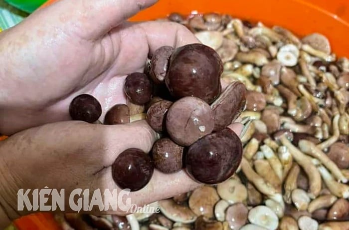 Một loại đặc sản nấm tuy có vị đắng nhưng được giới sành ăn mách nhất định phải thử khi đến Phú Quốc- Ảnh 7.