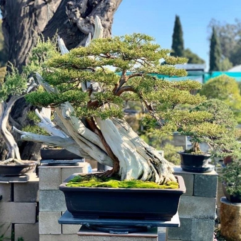 Bằng Kiều tặng mẹ món quà đắt tiền trong biệt thự 2000m2 ở Mỹ- Ảnh 17.