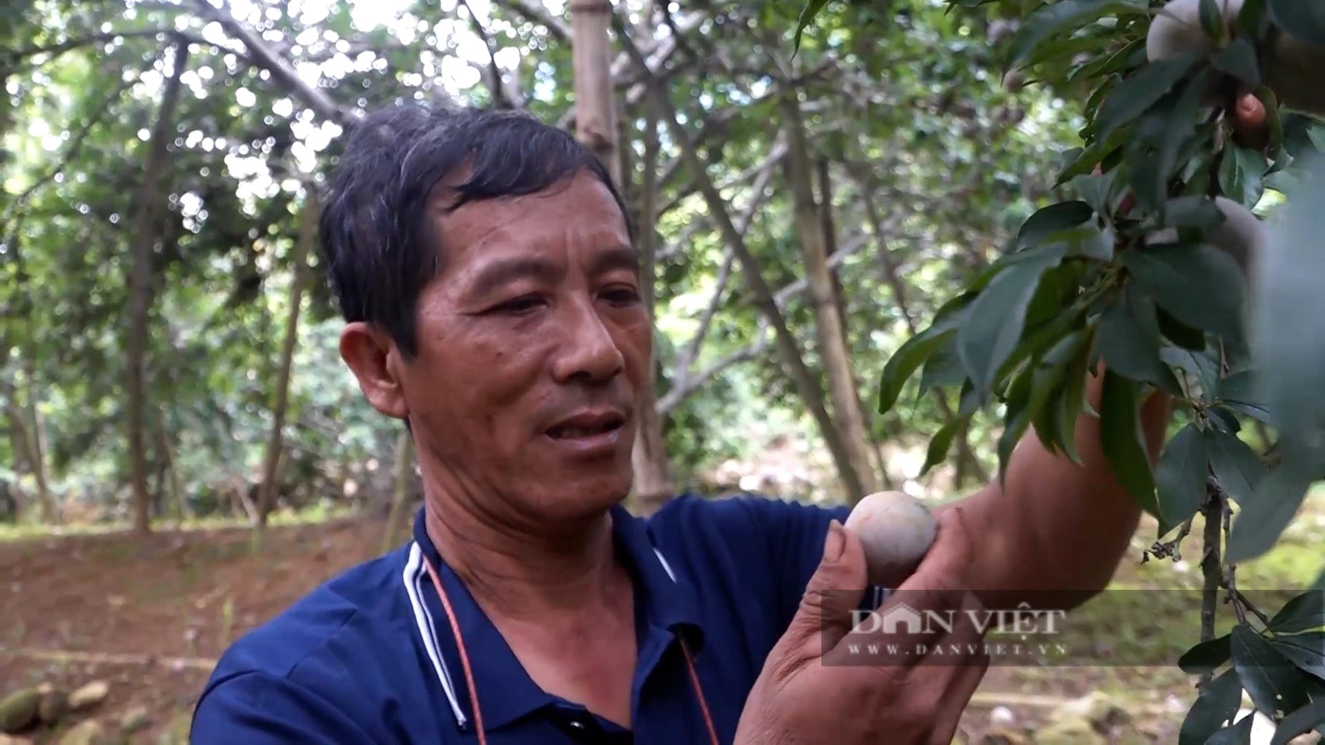 Đây là loại mận giúp nông dân một xã ở Yên Bái đổi đời, cây thấp tè đã ra trái quá trời!- Ảnh 3.