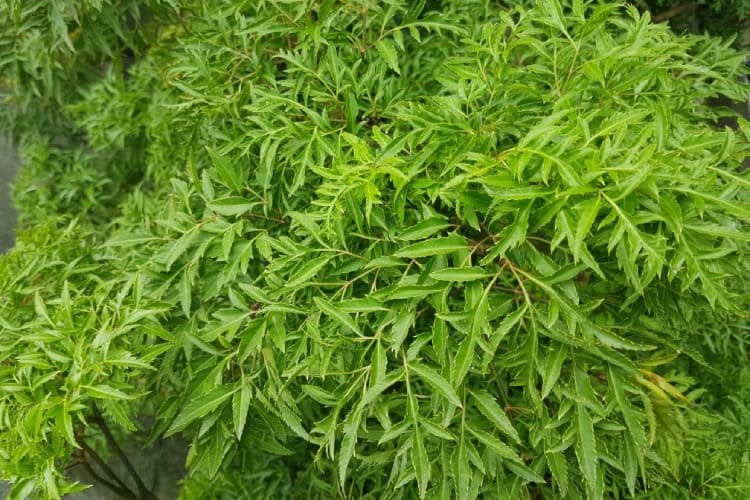 Loại cây nhan nhản ở Việt Nam được ví như liều thuốc bổ, nhưng nhiều người không biết- Ảnh 1. Loại cây nhan nhản ở Việt Nam được ví như liều thuốc bổ, nhưng nhiều người không biết- Ảnh 1.