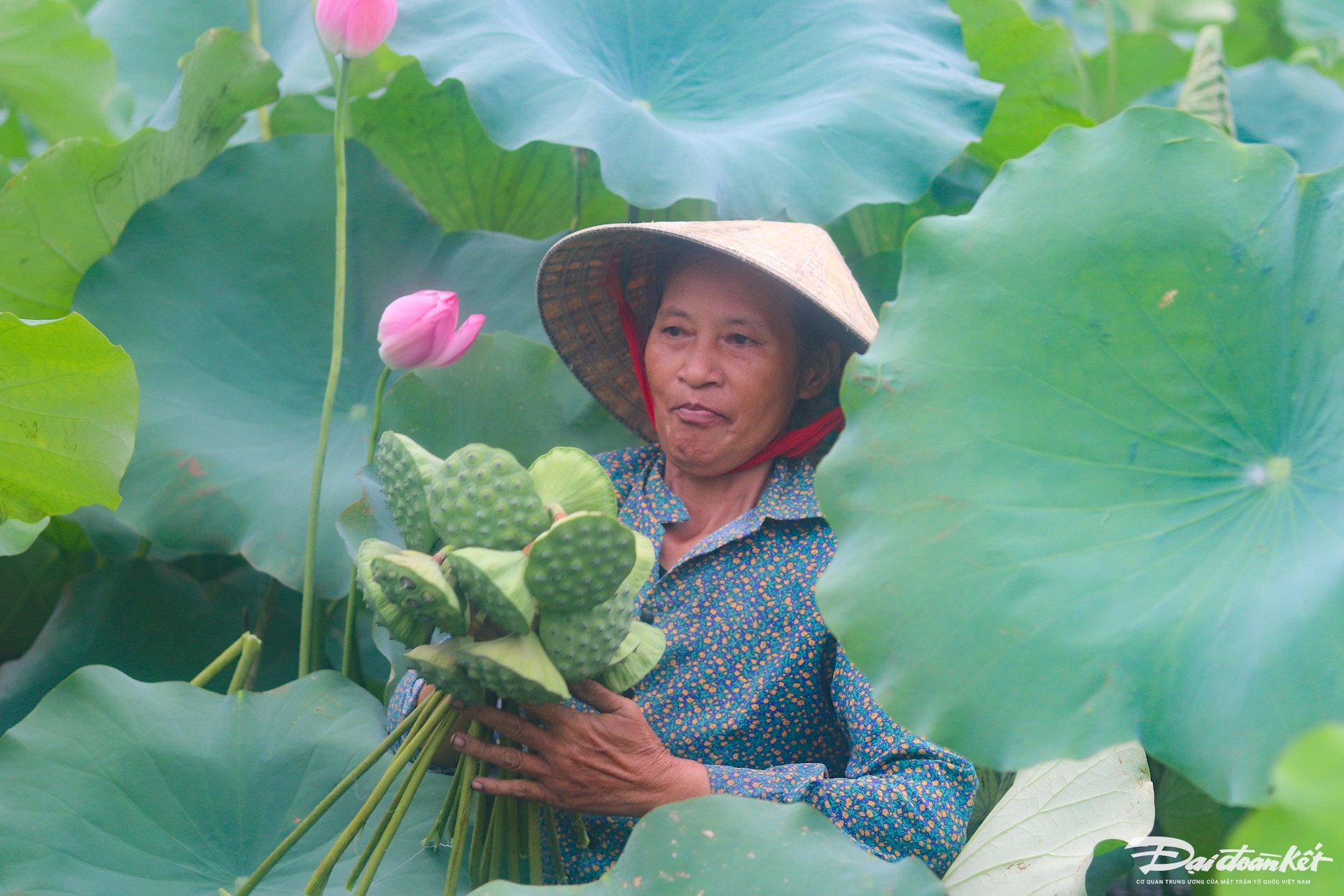 Bên trong thành nhà Hồ ở Thanh Hóa trồng loại hoa sen cổ, mùi thơm ngào ngạt, dân tình tha hồ chụp ảnh- Ảnh 6.